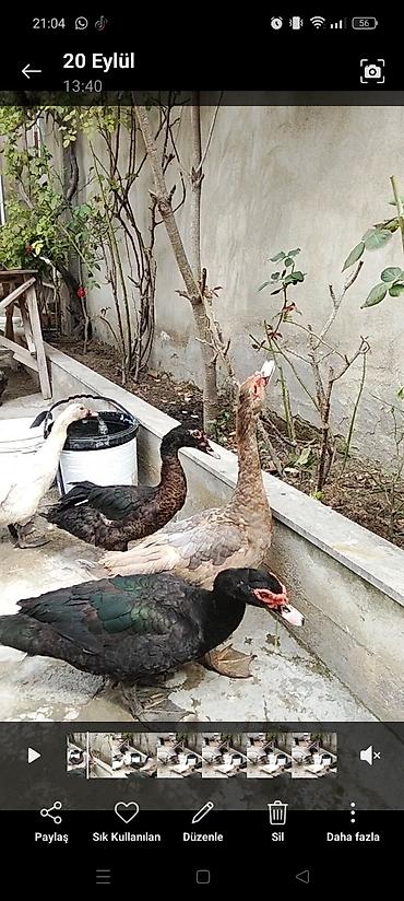 ördək balası haqqında məlumat: Muscovy ördəkləri (Indoutka) – qarışıq rənglərdə sürü - Növ: Muscovy — 1