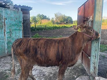Коровы, быки: Продаю | Бык (самец) | На откорм | Привязанные — 14