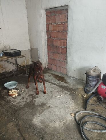 doberman satışı: Doberman, 1 il, Erkek, Sənədli, Ödənişli çatdırılma