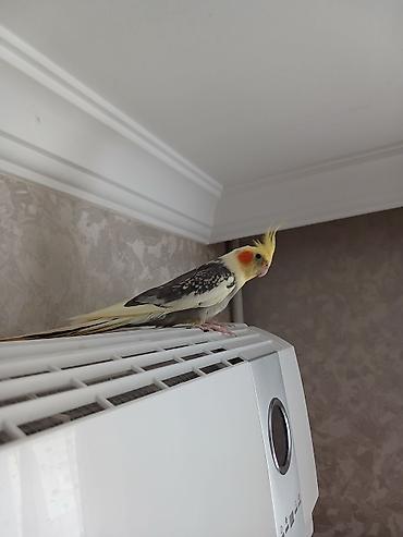 Nimfa (cockatiel) tutuquşusu və qəfəsi satılır. Xüsusiyyətlər: - Növ