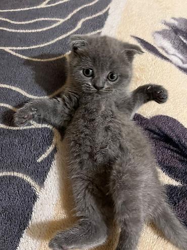Кошки: Шотландская вислоухая — 4