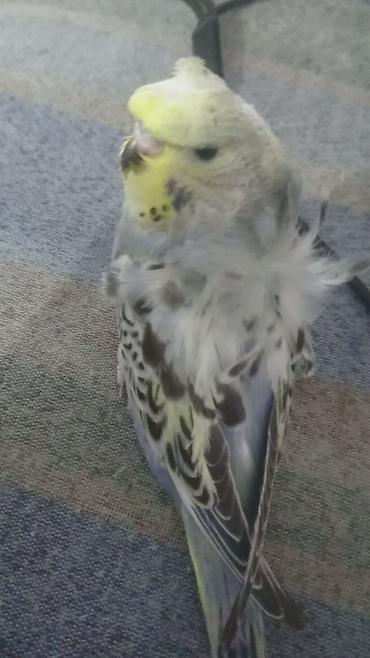 Tutuquşları: Bir ədədi -100-azn 150 azn aq rəydə olanlar qiymət fərqli hazır -da lalafo.az — 19 Tutuquşları: Bir ədədi -100-azn 150 azn aq rəydə olanlar qiymət fərqli hazır — 19