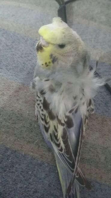 Tutuquşları: Quşlar satlır karella bülbül,fişer,nerazlucnik və sayri münasib — 25