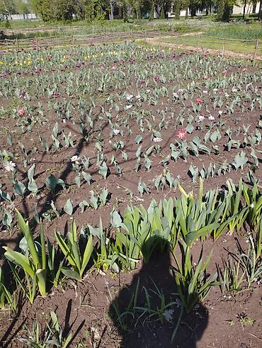 Другие садовые цветы и кустарники: Садовый центр/питомник растений и товаров для сада - Широкий выбор — 9