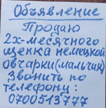 продаю жеребёнка: Овчарка, 2 месяца, Самец