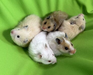 Хомяки: Продаются хомячки джунгарские, сирийские, ангорские пушистые хомячки — 11