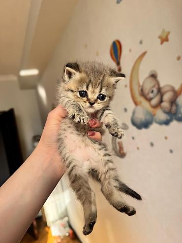 Кошки: Золотая шиншилла, Самец, Самка — 7