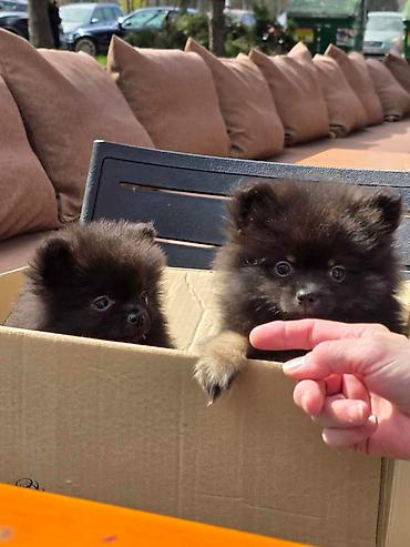 Psi: Na prodaju preslatki pomeranci U naš dom su sasvim spontano stigle — 1
