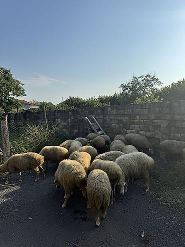 kənd təsərrufatı heyvanları: •Real alicilar zeng elesin. •Maşinlada barter etmek isdeyen elage — 2