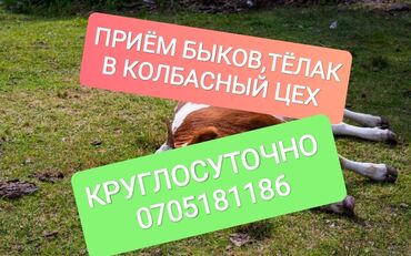 Куплю с/х животных: Куплю | Коровы, быки, Лошади, кони | Круглосуточно, Любое состояние, Забитый