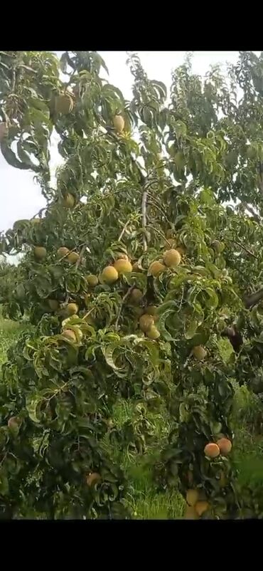 xəzər rayonu binə: Xaçmaz Rayonu Nərəcan kəndində 2 hektar şaftalı bağı satılır,bağın