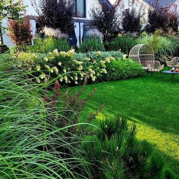 Toxumlar: Qazon sifarişi qəbul olunur yüksək keyfiyyətli danimarka toxumu ilə -da lalafo.az — 8 Toxumlar: Qazon sifarişi qəbul olunur yüksək keyfiyyətli danimarka toxumu ilə — 8