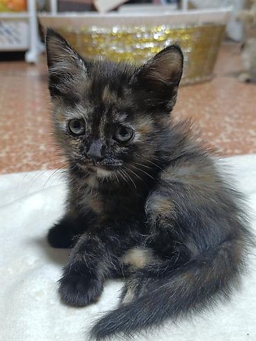 ошейник для котят: Котята. Ищем котяткам любящий, надёжный дом ♥️ Котятам 2 — 1