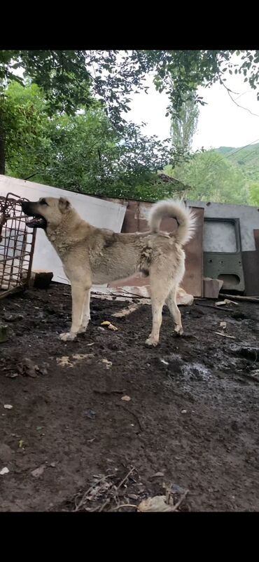 xasqi itləri: Кангал, 1 месяц, Самец, Для вязки, Самовывоз