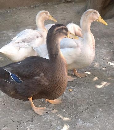 sud veren inek satilir: Blue Rouen Ördeklerinin balaları.2 ayliq balalardi . CİDDİ ALİCİLAR — 7