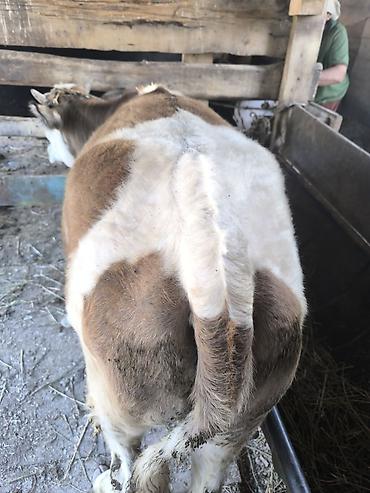 Коровы, быки: Продаю | Тёлка | Алатауская | Для разведения | Не стельные — 11