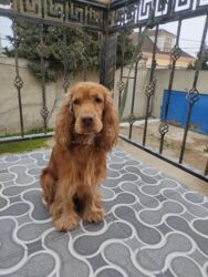 İtlər: Koker spaniyel, 1 il, Erkek, Peyvəndli -da lalafo.az — 15 İtlər: Koker spaniyel, 1 il, Erkek, Peyvəndli — 15