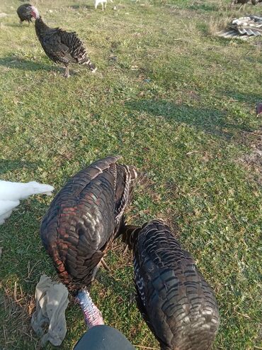 Hinduşka: Məhsul: Hinduşka sürüsü Təsvir: - Şəkillərdə ağ və tünd — 5