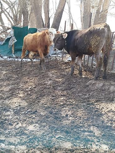 Коровы, быки: Продаю | Бык (самец) | Алатауская, Симментальская — 2