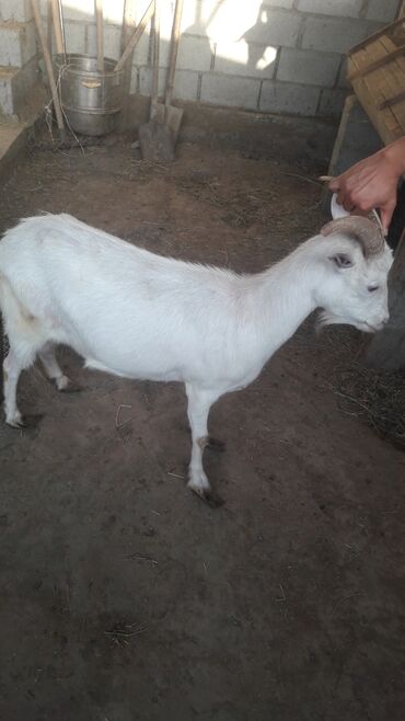 молочные козы в кыргызстане: Продаю | Коза (самка), Козёл (самец), Козлёнок | Зааненская, Битал | Для разведения, Для молока | Племенные