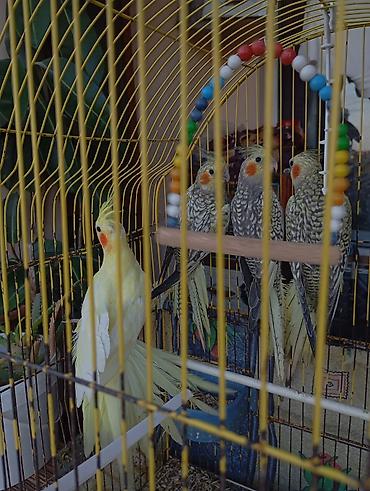 korella satışı: Salam tam sağlam korellalardir sağlamlıqlarina başımnan cavabdehem — 2