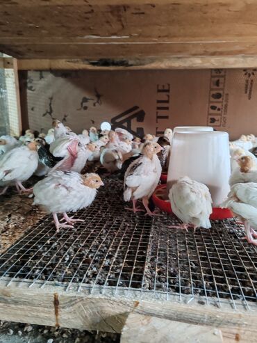 Toyuqlar: Toyuq, Damazlıq, Ünvandan götürmə — 8