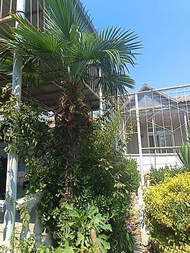 təbii dibcək gulləri: Məhsul: Trachycarpus fortunei (kürd xurması/çəhrayı azarkeş xurması — 4