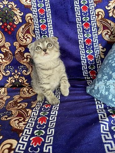 кошки скотиш фолд: Шотландские вислоухие котята (Scottish Fold) - Порода: шотландская — 1