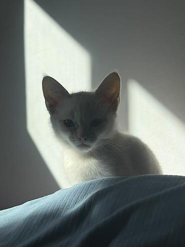белые вислоухие котята: Котята ищут себе хозяев. Оба мальчика. очень игривые, умеют ходить в — 2