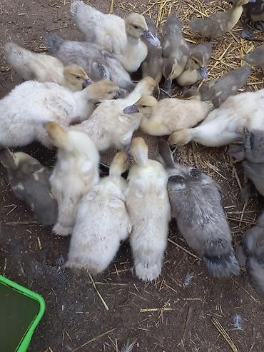 kanqal balasi satilir: Lavanda macar zümrüd bala ördəkləri satılır — 1