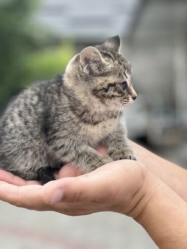 котята шотландская: Скотиш Страйт (Шотландская прямоухая), 1 месяц, Мальчик, Серый, Приучена к лотку