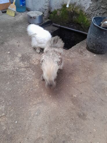 Toyuqlar: Toyuq, Damazlıq, Ödənişli çatdırılma -da lalafo.az — 9 Toyuqlar: Toyuq, Damazlıq, Ödənişli çatdırılma — 9