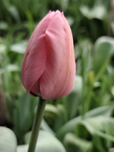 Букеты из живых цветов: ТЮЛЬПАНЫ СРЕЗАННЫЕ, МИКС СОРТОВ И ОКРАСОК - Классические бокаловидные at lalafo.kg — 4 Букеты из живых цветов: ТЮЛЬПАНЫ СРЕЗАННЫЕ, МИКС СОРТОВ И ОКРАСОК - Классические бокаловидные — 4