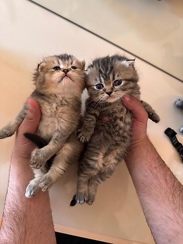 Pişiklər: Britan — 9