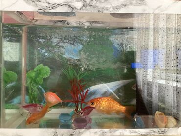 сколько стоит аквариум: Akvarium-şkaf, Balıqlarla birlikdə, 5 l, Ünvandan götürmə