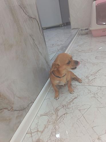 zıvanok it: Çixuahua, 7 ay, Erkək, Peyvəndli, Ödənişli çatdırılma — 2