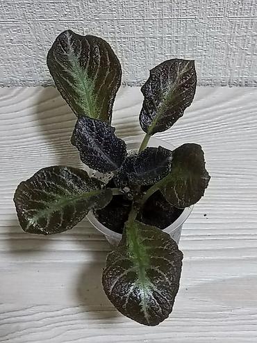 Другие комнатные растения: Эписции 10 сортов. Крупные детки, некоторые с бутонами. Цветут — 4