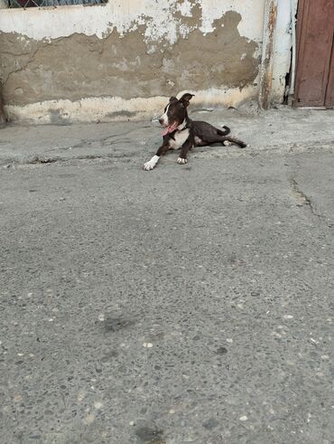 it gəncə: Pitbul, 6 ay, Erkek, Peyvəndli, Ünvandan götürmə