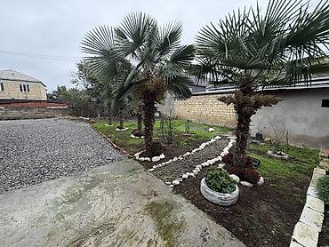 sagan kirayə evlər: 3 otaqlı, 240 kv. m, Yeni təmirli — 5