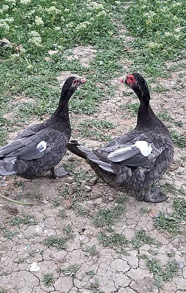 Ördəklər: Erkək, | Macar, Damazlıq, Pulsuz çatdırılma — 2