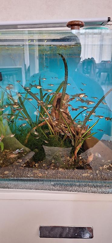 akvarium balıqları: Quppi, Sülhsevər, Ünvandan götürmə — 3