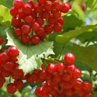 детские заколки: Черника - 3х летние саженцы, в прошлом году ягоды давали- 300 сом