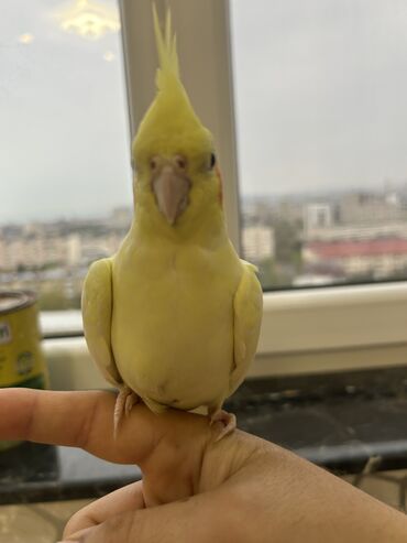 Tutuquşları: Erkək Korella papuqayı satılır Dekabrın 1-i doğulub Boz rəngi və — 13