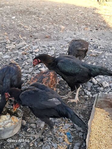 Toyuqlar: Heyratı çolpalar super cins,cavan saglam heyvanlardi -da lalafo.az — 4 Toyuqlar: Heyratı çolpalar super cins,cavan saglam heyvanlardi — 4