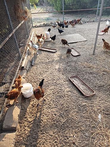 sabuncu toyuq bazari: Yeni banlayan Xoruzlar 6 aylıqdı 
12 manat — 1