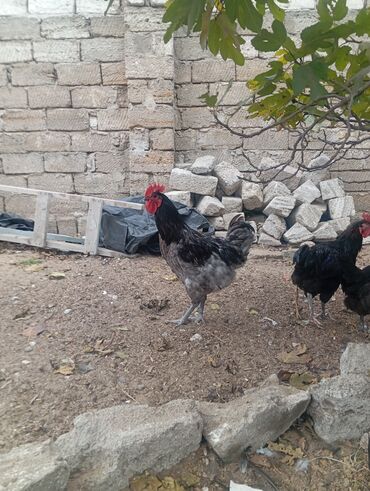 Xoruzlar: Məhsul: Ev şəraitində saxlanılan uzun quyruğ Alman sortu olan astralop — 4