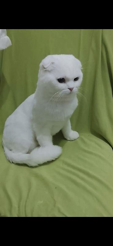 scottish fold qiyməti: Şotland yastı qulaq — 3