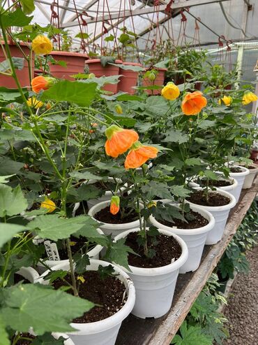 Садовые цветы и кустарники: Абутулионы — 3