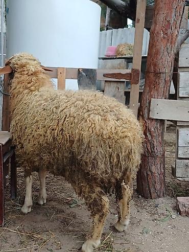 akvarium balaca: Erkək, il: 8, 44 kq, Damazlıq, Ödənişli çatdırılma — 7