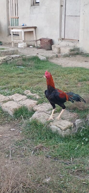 Xoruzlar: Xoruz, Heyratı, il: <1, Ödənişli çatdırılma — 16